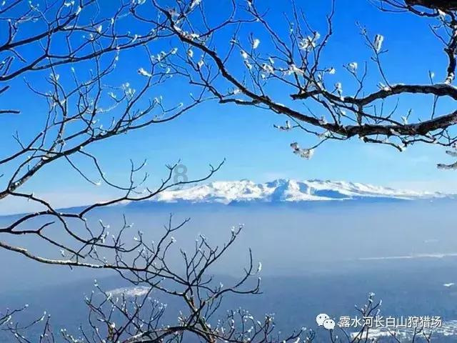 篮球大师